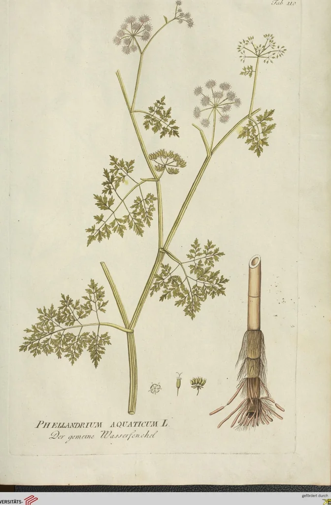 An illustration from (Centuria III.), 1790, leaf 101