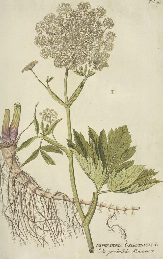 An illustration from (Centuria III.), 1790, leaf 103