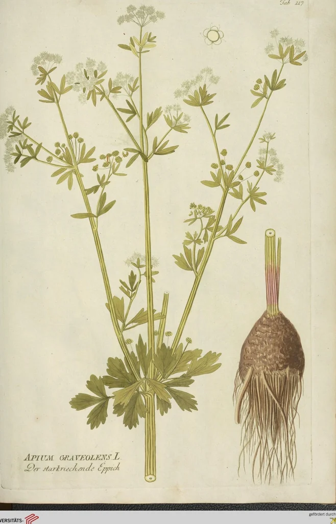 An illustration from (Centuria III.), 1790, leaf 115