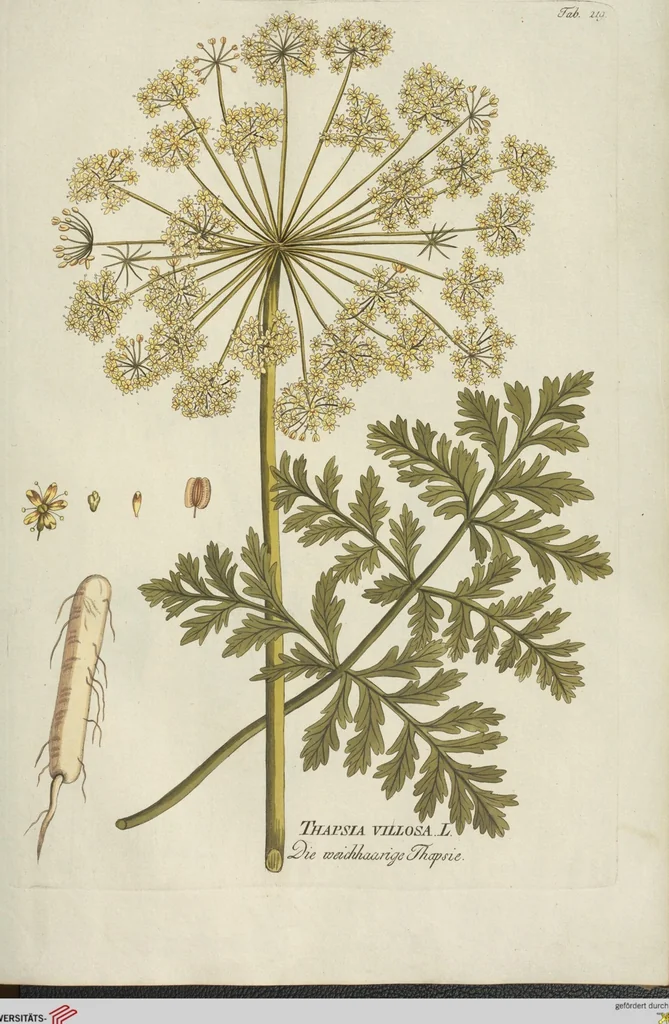 An illustration from (Centuria III.), 1790, leaf 119