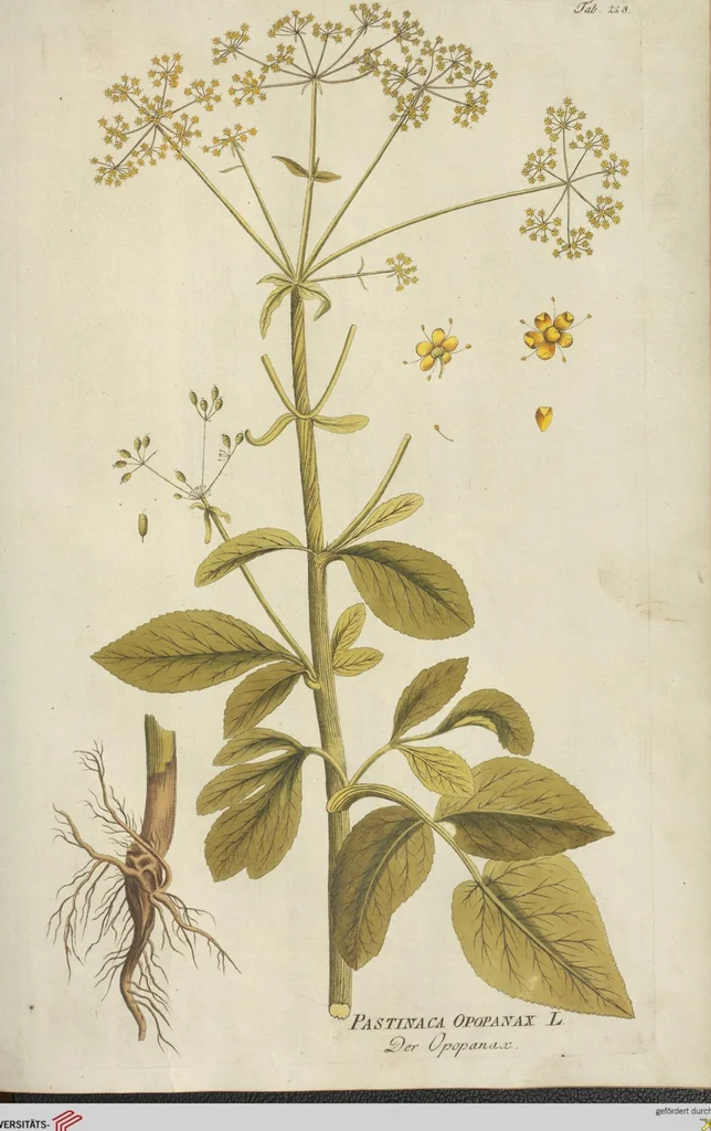 An illustration from (Centuria III.), 1790, leaf 139