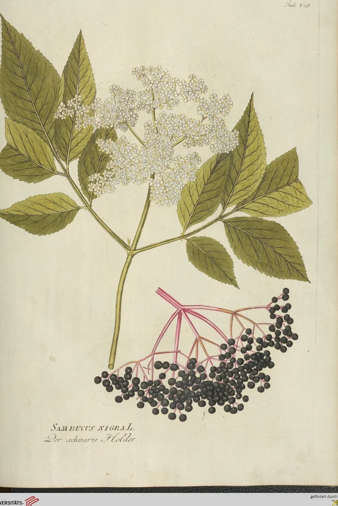 An illustration from (Centuria III.), 1790, leaf 141