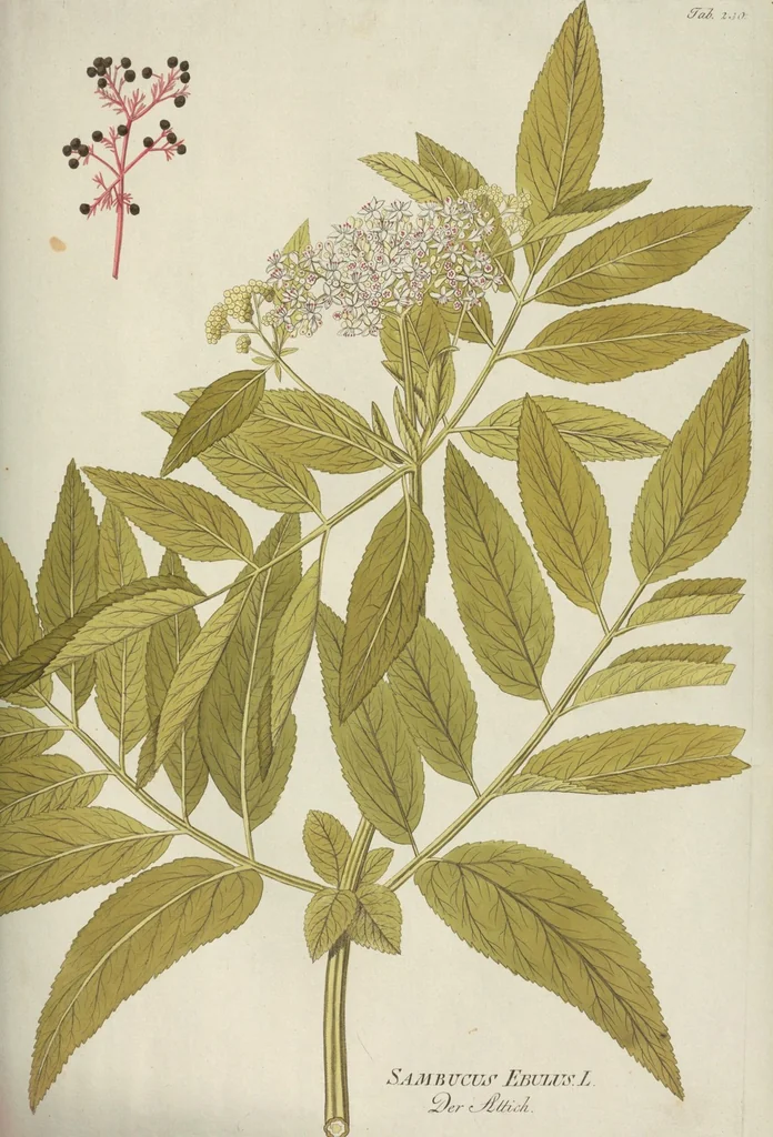 An illustration from (Centuria III.), 1790, leaf 143