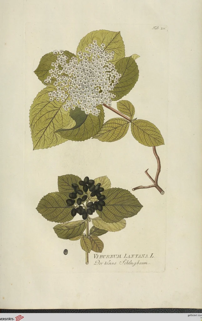An illustration from (Centuria III.), 1790, leaf 145