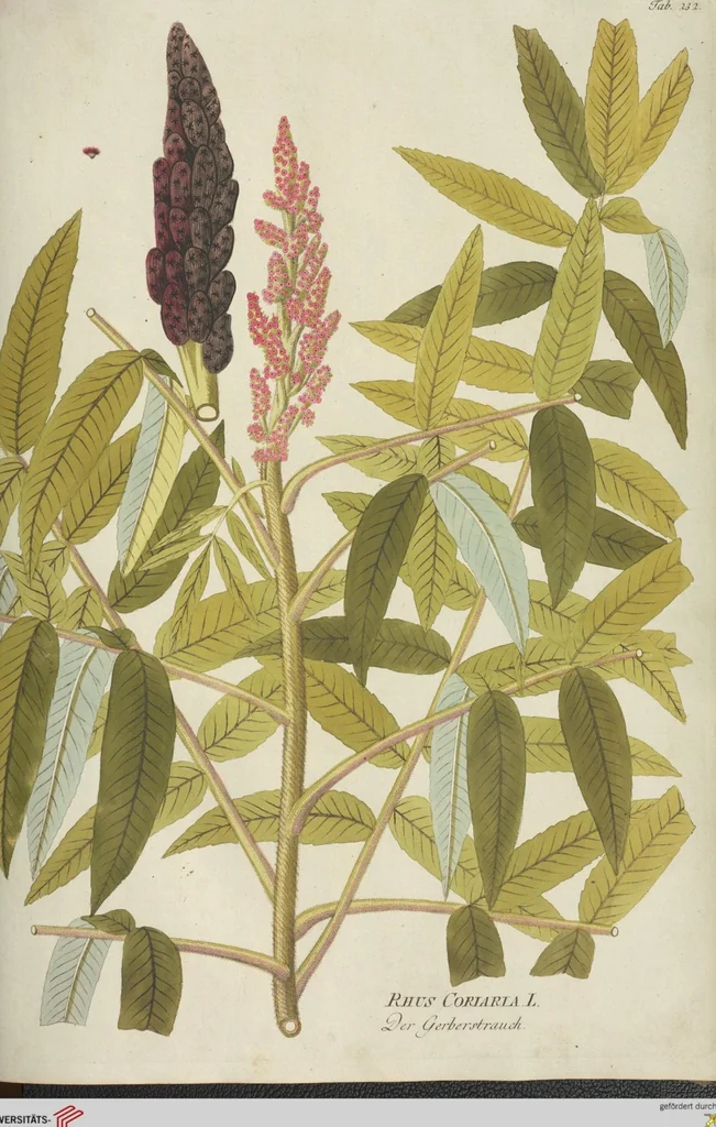 An illustration from (Centuria III.), 1790, leaf 147
