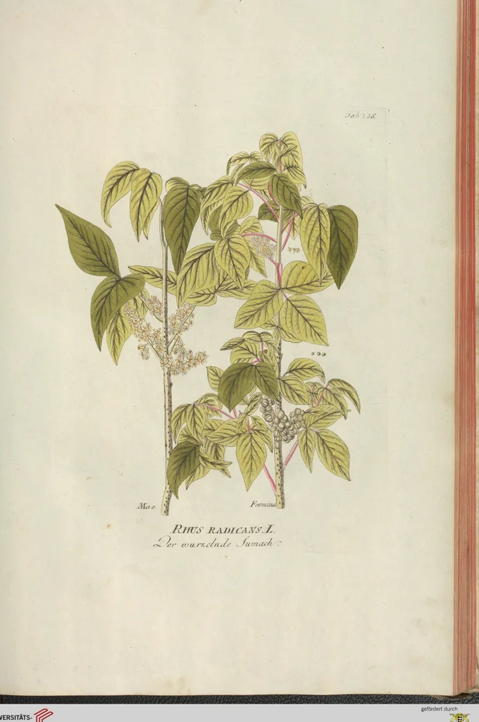 An illustration from (Centuria III.), 1790, leaf 155