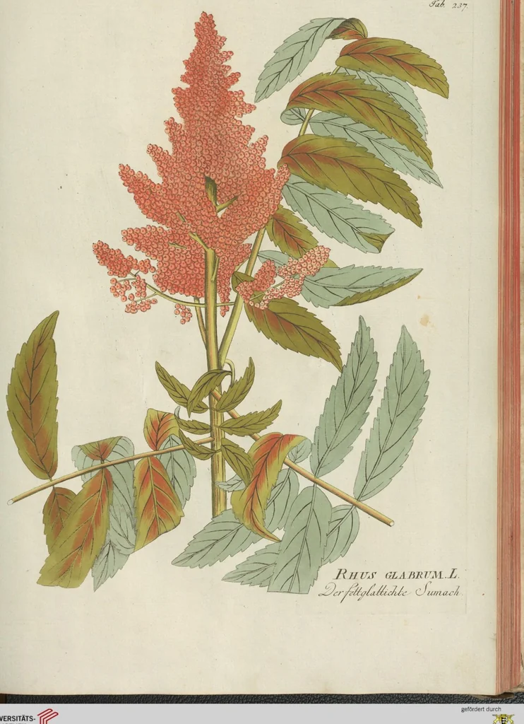 An illustration from (Centuria III.), 1790, leaf 157