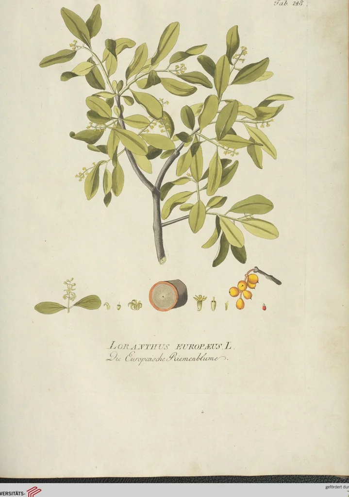 An illustration from (Centuria III.), 1790, leaf 179
