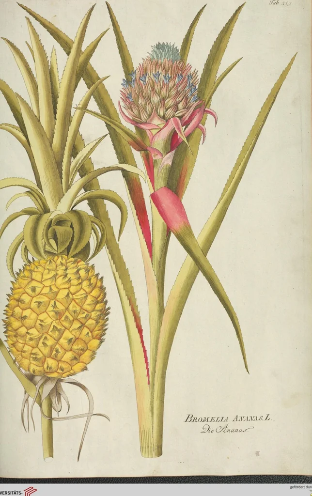 An illustration from (Centuria III.), 1790, leaf 181