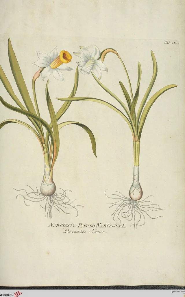 An illustration from (Centuria III.), 1790, leaf 183
