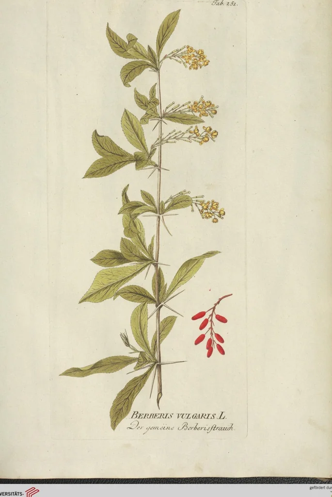 An illustration from (Centuria III.), 1790, leaf 189