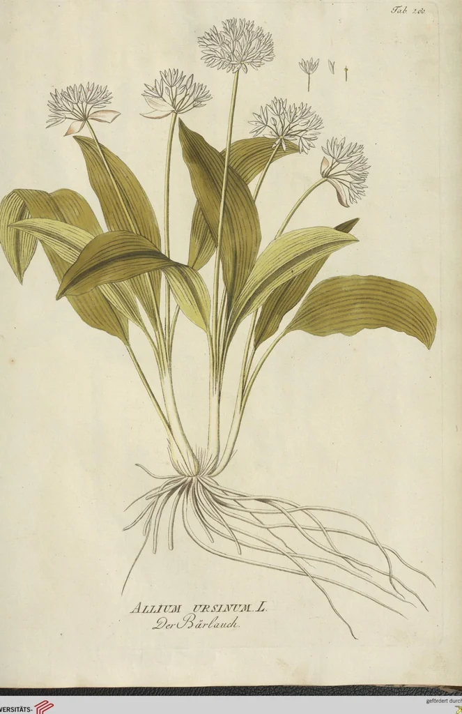 An illustration from (Centuria III.), 1790, leaf 205