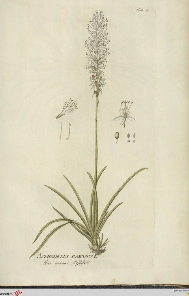 An illustration from (Centuria III.), 1790, leaf 219