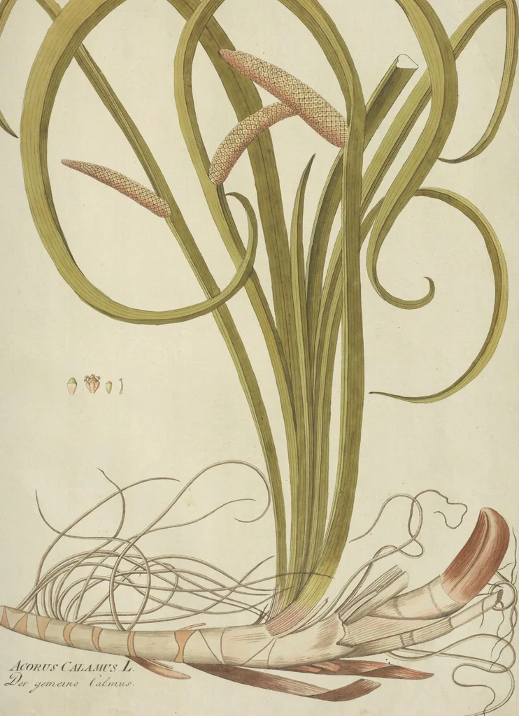 An illustration from (Centuria III.), 1790, leaf 235