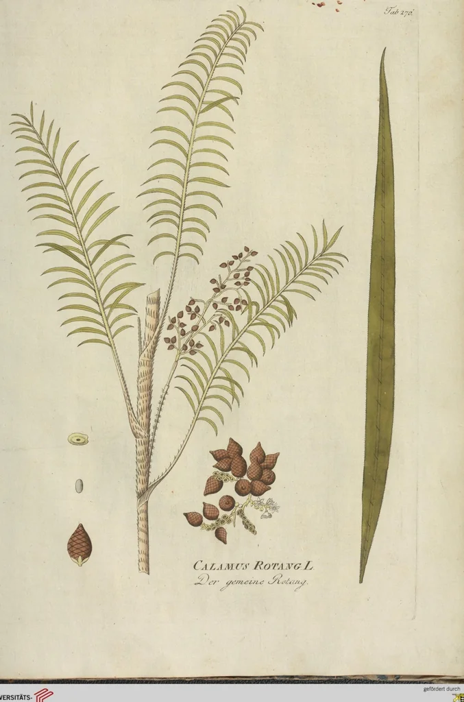 An illustration from (Centuria III.), 1790, leaf 239