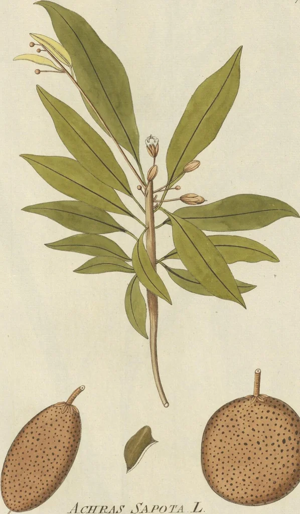An illustration from (Centuria III.), 1790, leaf 241