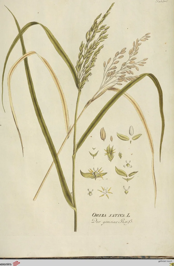 An illustration from (Centuria III.), 1790, leaf 243