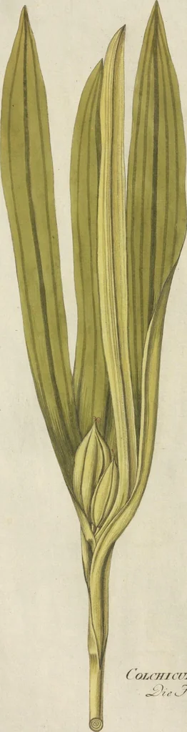 An illustration from (Centuria III.), 1790, leaf 245