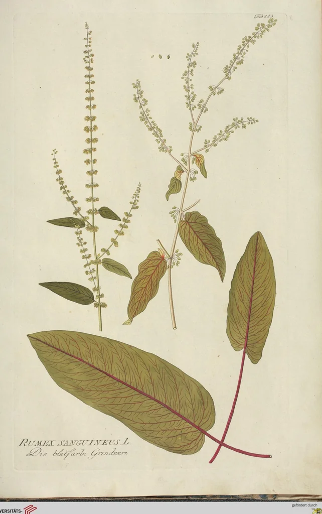 An illustration from (Centuria III.), 1790, leaf 253