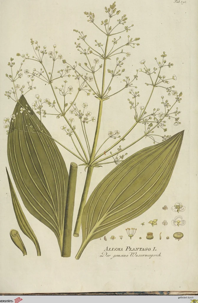 An illustration from (Centuria III.), 1790, leaf 271