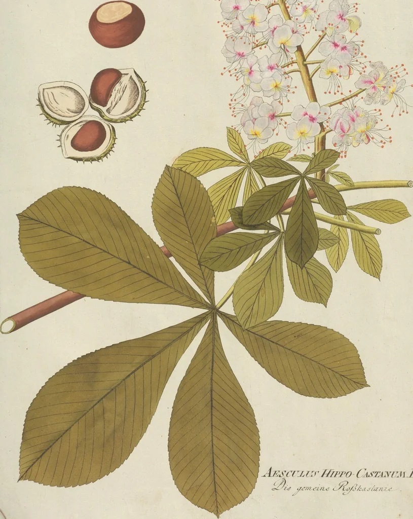 An illustration from (Centuria III.), 1790, leaf 273