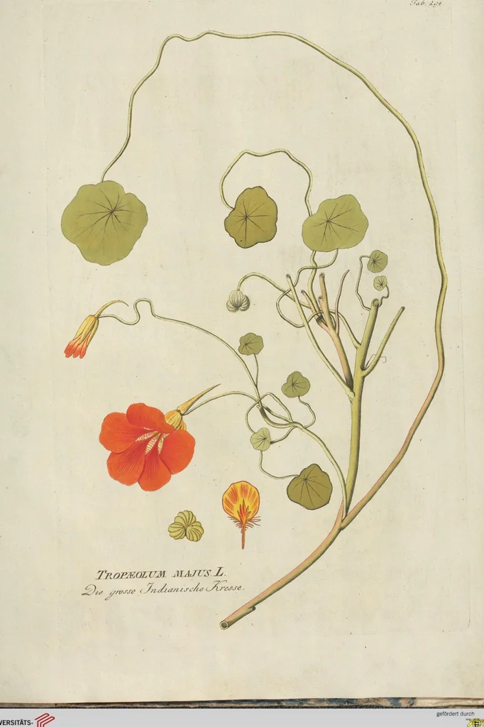 An illustration from (Centuria III.), 1790, leaf 275