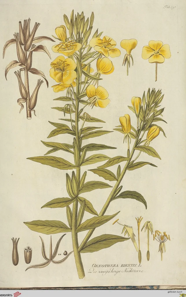 An illustration from (Centuria III.), 1790, leaf 277