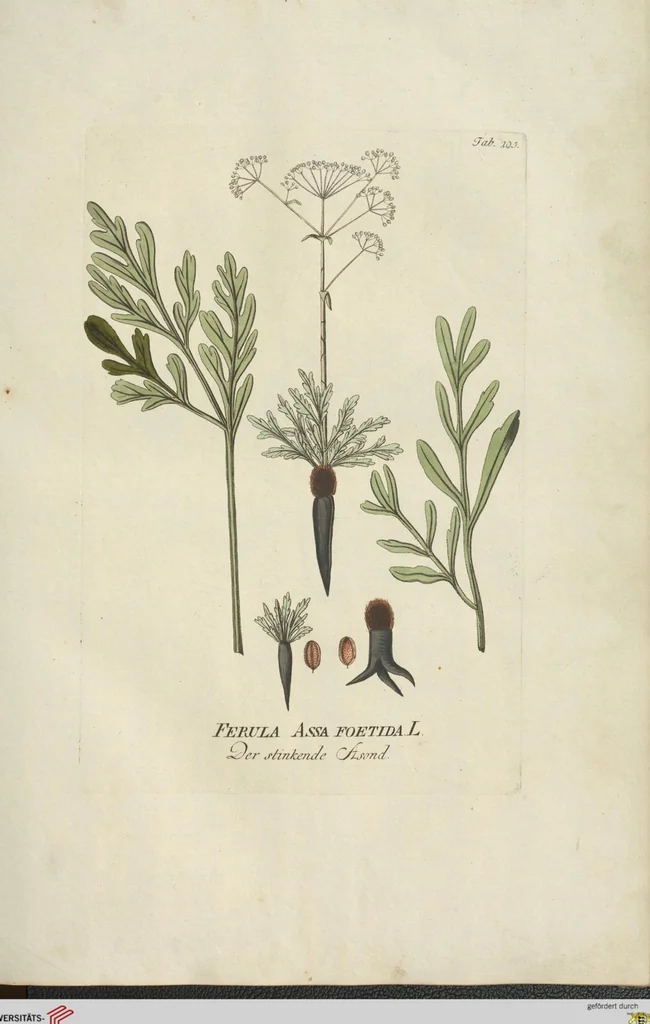 An illustration from (Centuria III.), 1790, leaf 87