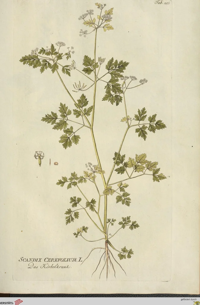 An illustration from (Centuria III.), 1790, leaf 91