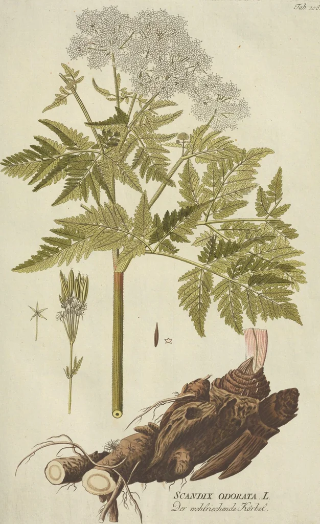 An illustration from (Centuria III.), 1790, leaf 93