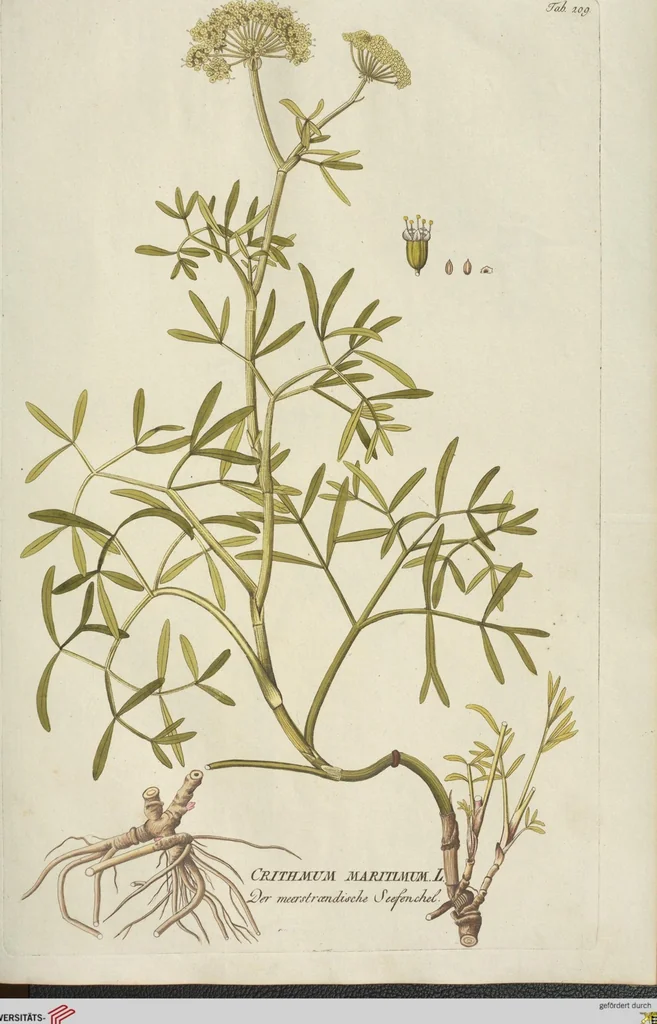 An illustration from (Centuria III.), 1790, leaf 99