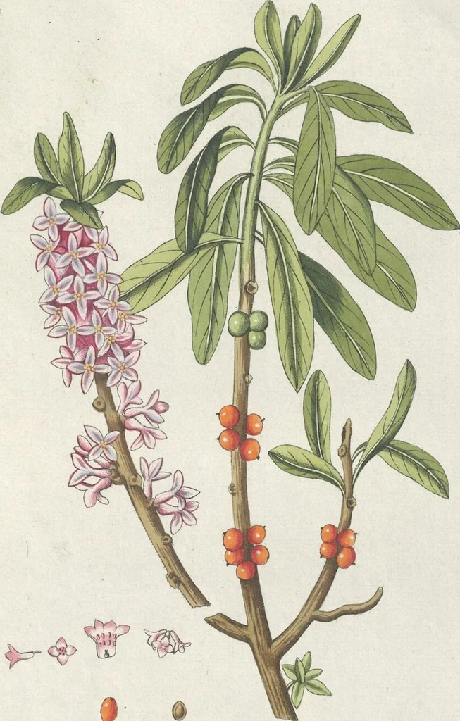 An illustration from (Centuria IV.), 1791, leaf 105