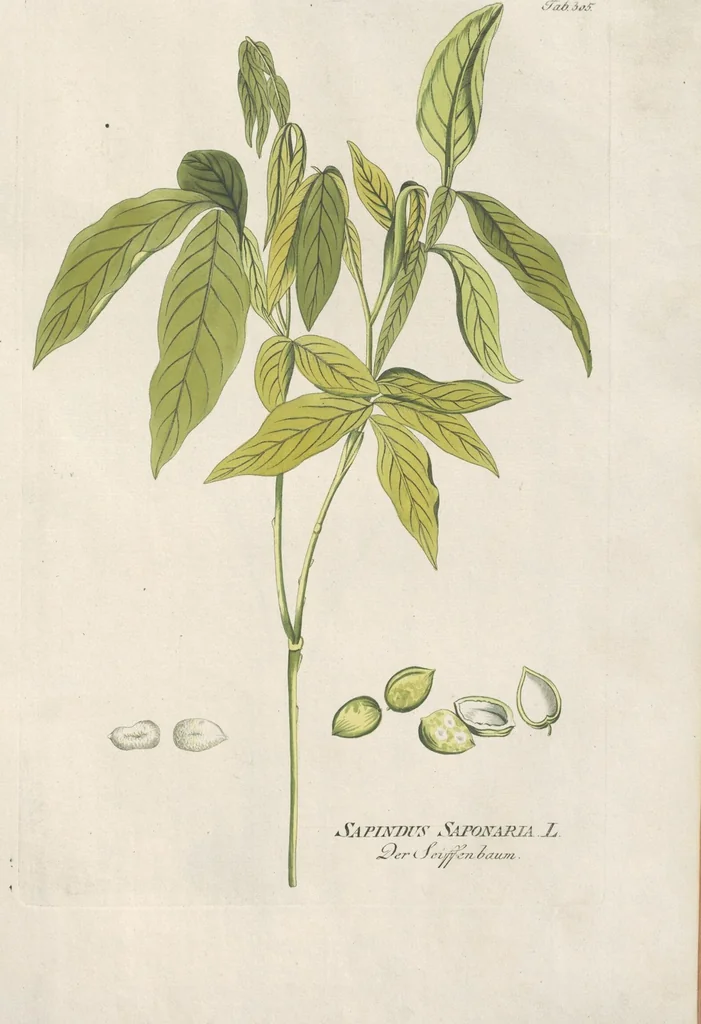 An illustration from (Centuria IV.), 1791, leaf 111