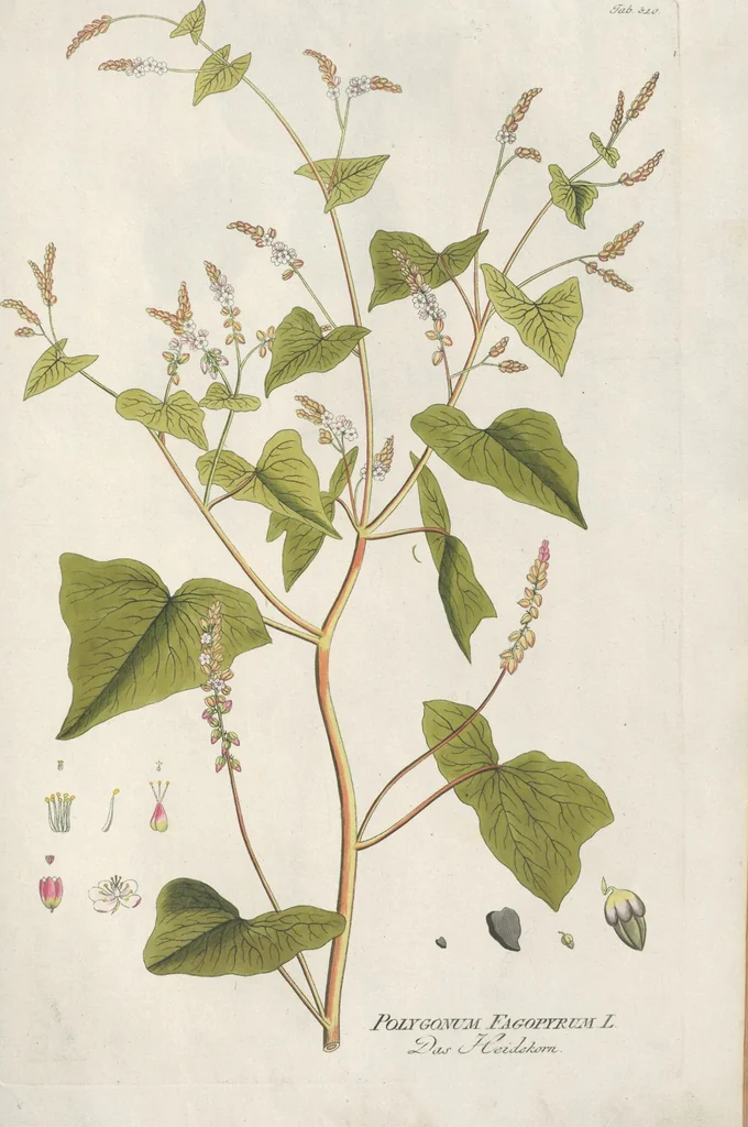 An illustration from (Centuria IV.), 1791, leaf 121