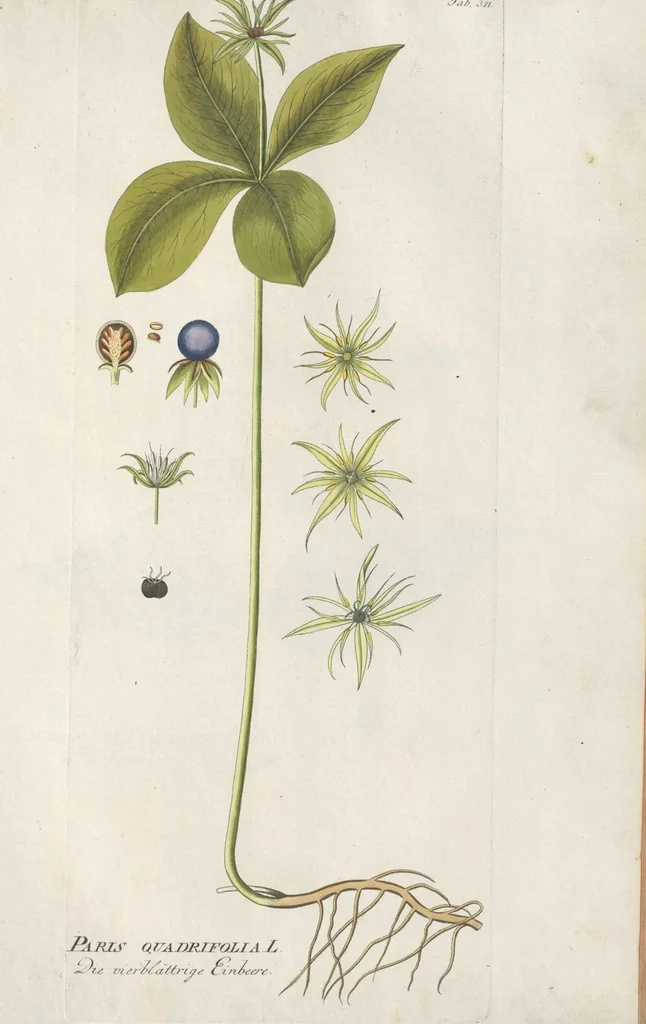 An illustration from (Centuria IV.), 1791, leaf 123