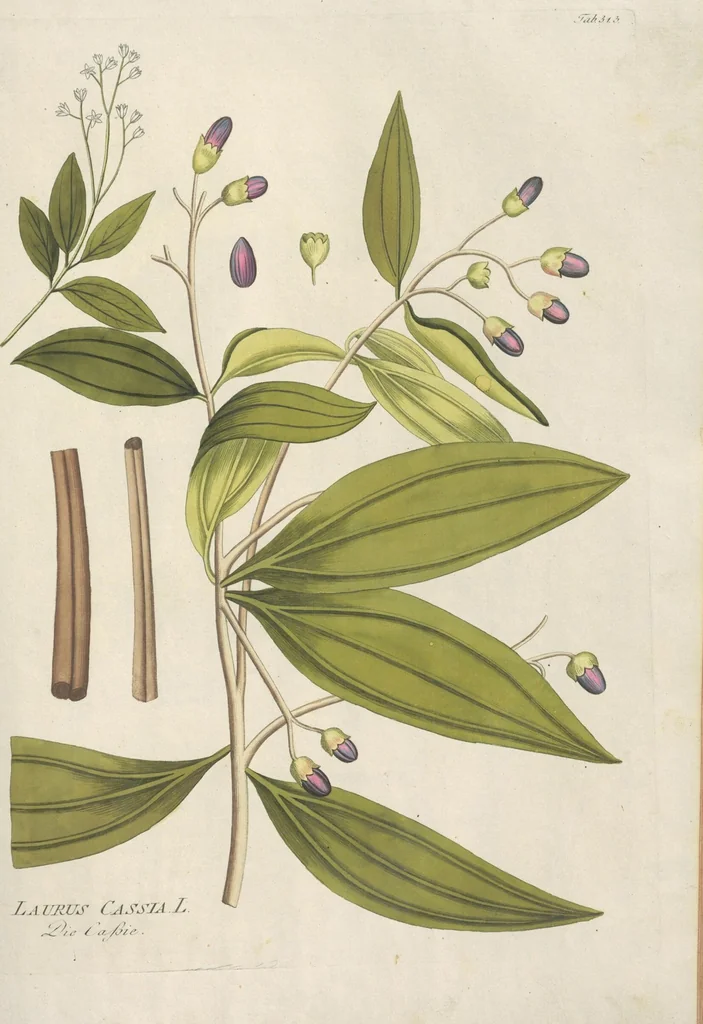 An illustration from (Centuria IV.), 1791, leaf 127