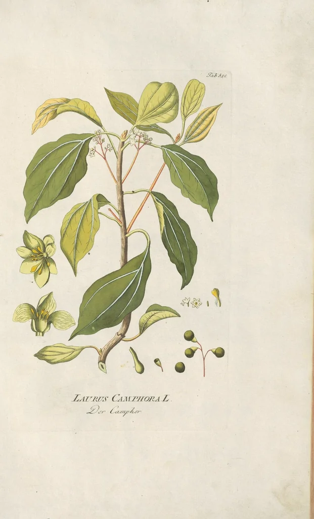 An illustration from (Centuria IV.), 1791, leaf 129