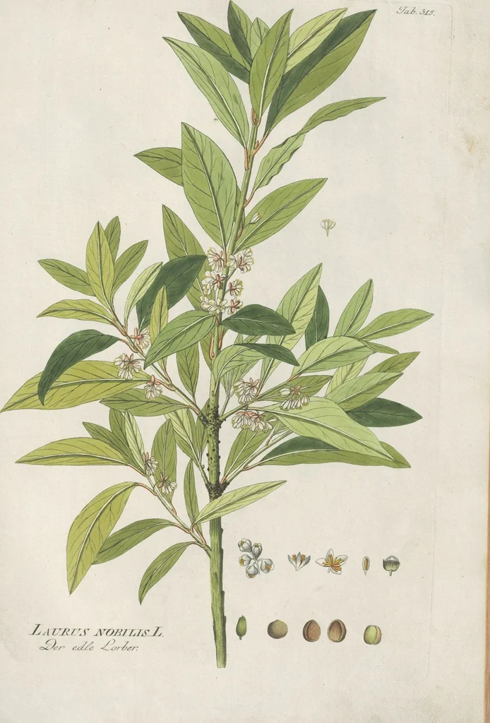 An illustration from (Centuria IV.), 1791, leaf 131