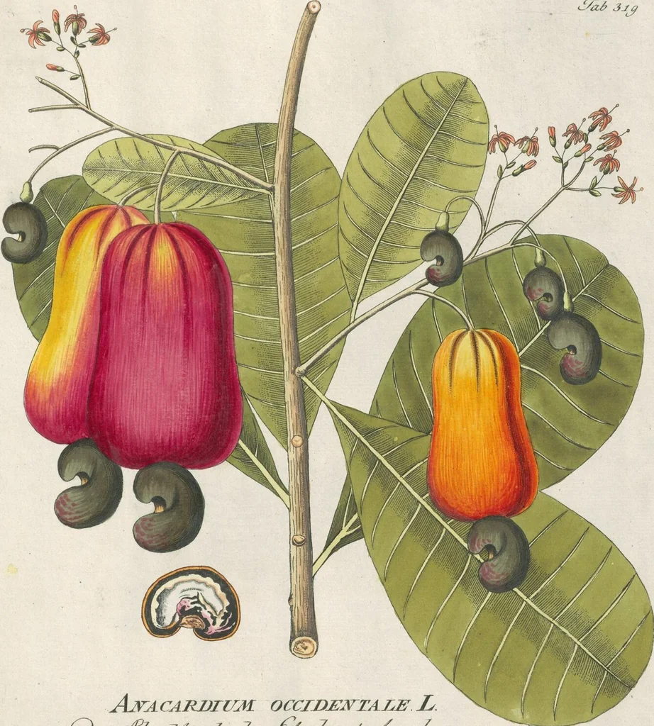 An illustration from (Centuria IV.), 1791, leaf 139