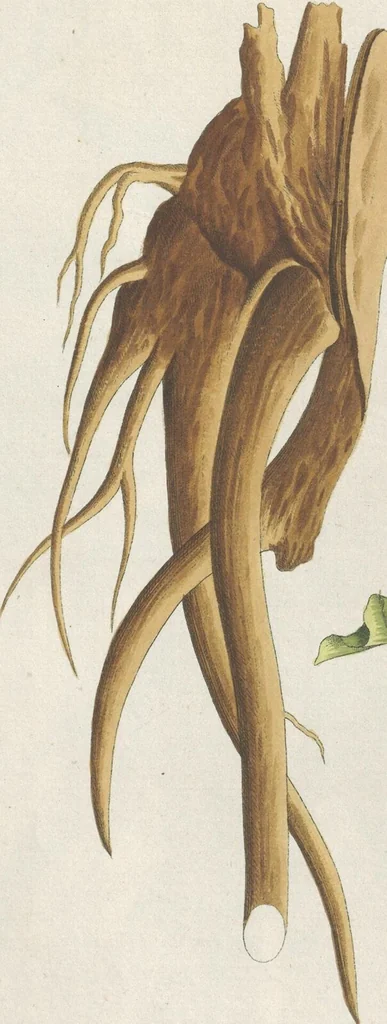 An illustration from (Centuria IV.), 1791, leaf 143