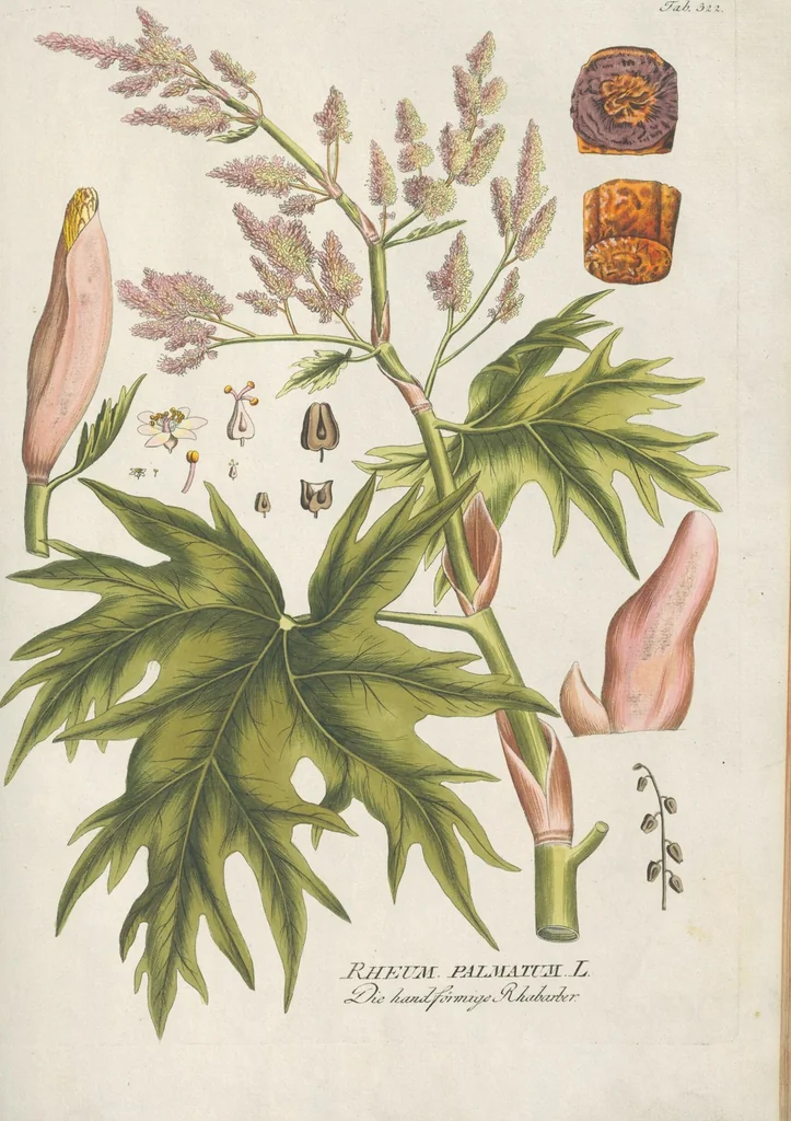 An illustration from (Centuria IV.), 1791, leaf 145