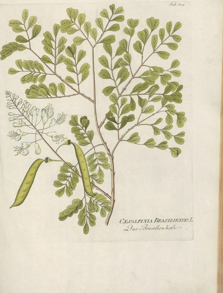 An illustration from (Centuria IV.), 1791, leaf 149