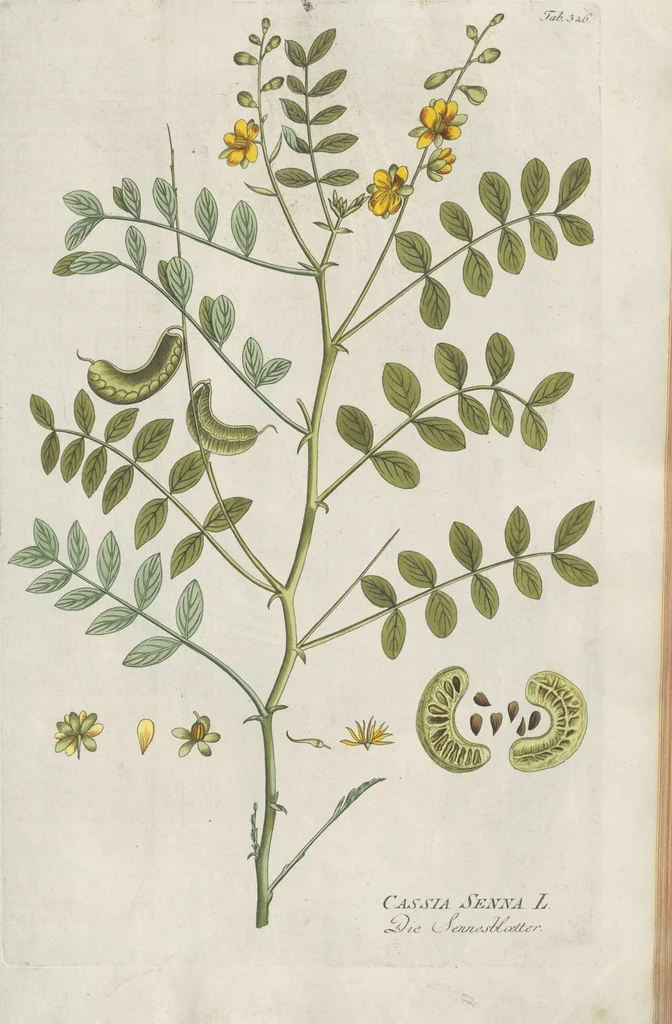 An illustration from (Centuria IV.), 1791, leaf 155