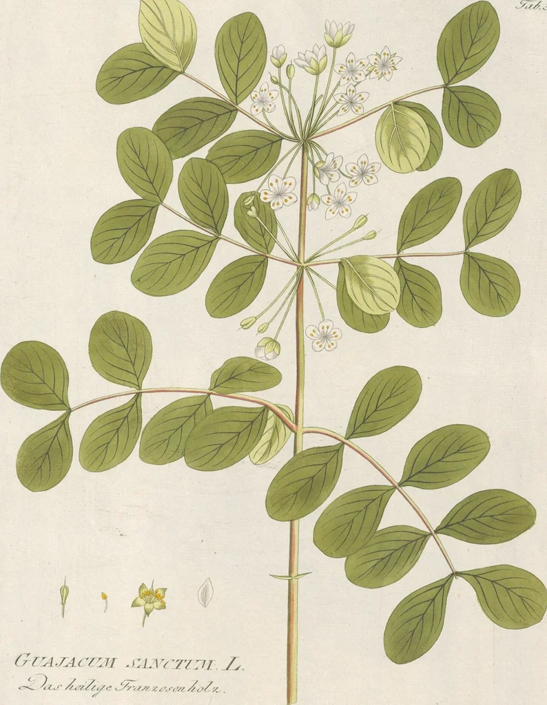 An illustration from (Centuria IV.), 1791, leaf 163