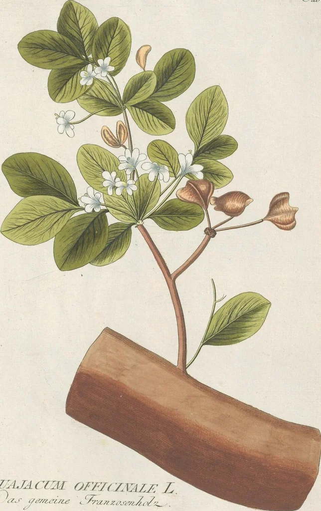 An illustration from (Centuria IV.), 1791, leaf 165