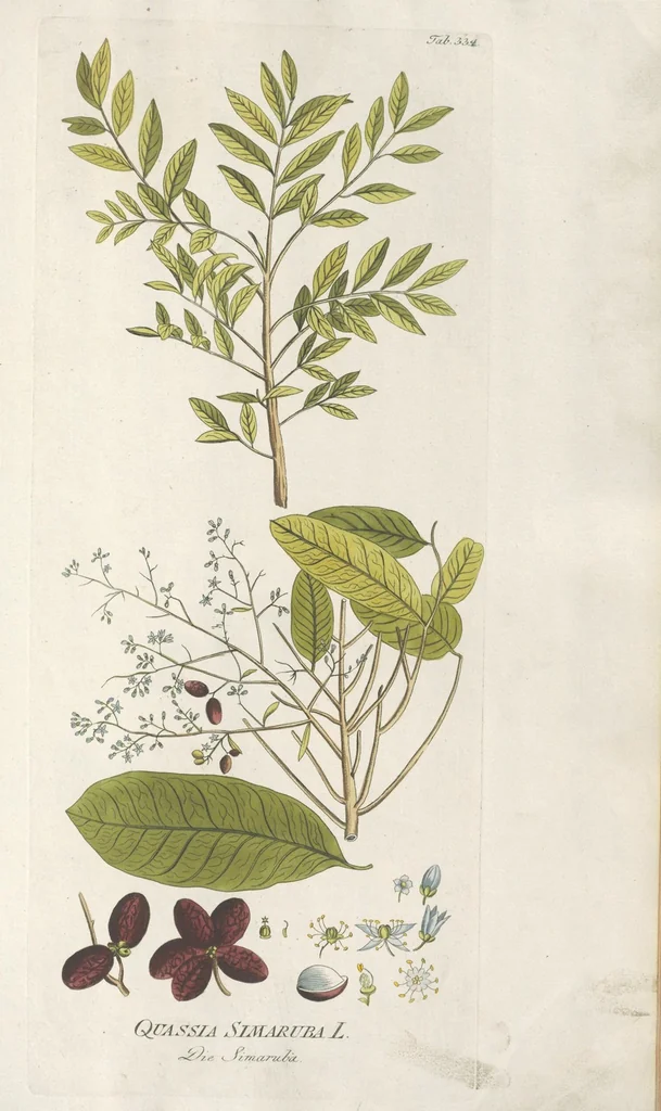 An illustration from (Centuria IV.), 1791, leaf 171