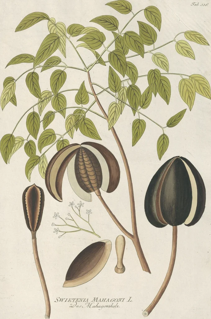 An illustration from (Centuria IV.), 1791, leaf 175