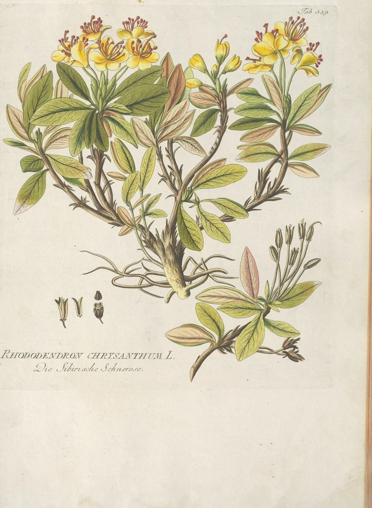 An illustration from (Centuria IV.), 1791, leaf 181