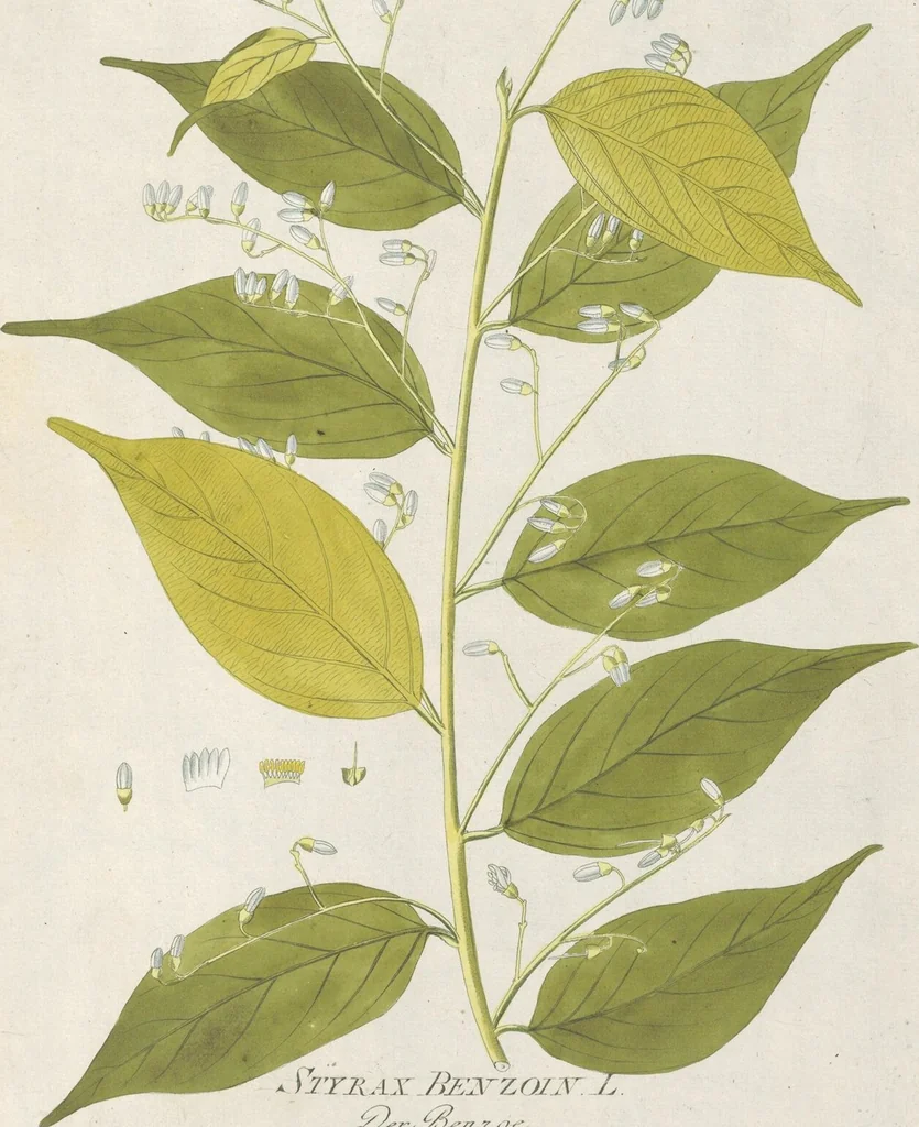 An illustration from (Centuria IV.), 1791, leaf 187