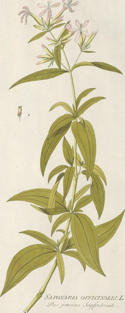An illustration from (Centuria IV.), 1791, leaf 195